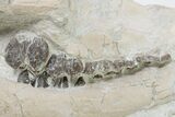Oligocene Fossil Camelid (Poebrotherium) Skull - Wyoming #197464-2